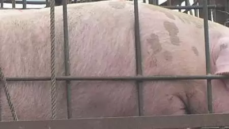 Illegális sertésszállítás okozott újabb afrikai sertéspestis kitöréseket Lengyelországban