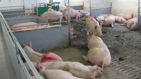 Újra lehet igényelni támogatást a sertéstenyészetek fejlesztésére