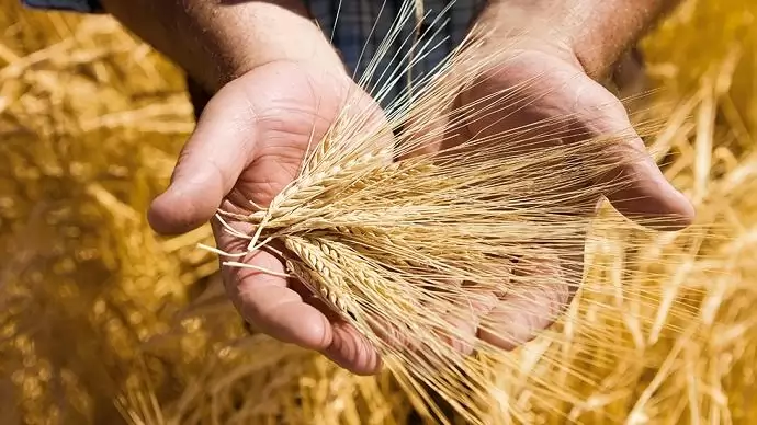 Franciaország: elkeseredettek a gazdák a búzatermés miatt