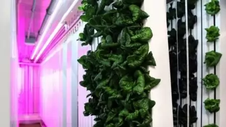 Farm inkubátorházat indít az ifjabb Musk