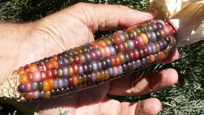 Kukoricaszivárványok az indiánok Amerikájából