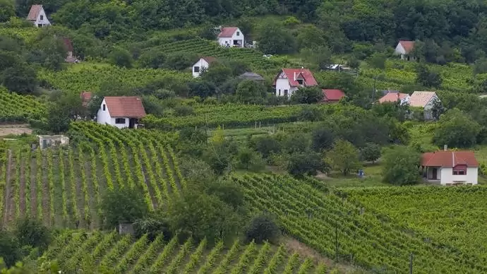 A tavalyinál jobb évjáratra számítanak a szekszárdi borvidéken