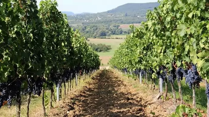 Újra megnyitották a szőlőültetvényes pályázatot