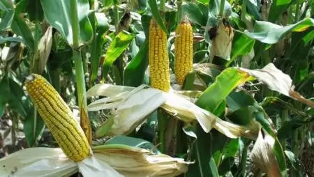 A kukoricatermesztés helyzete – Hazánkban korszerű agrotechnikával növelhető lenne a termés