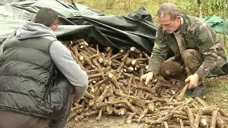 Nem hoz sok pénzt idén a termelőknek a hajdúsági torma 