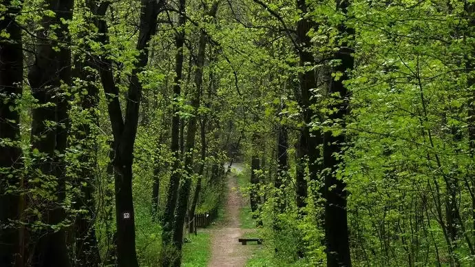 A következő ötven évben 600 ezer hektár új erdőt kellene telepíteni