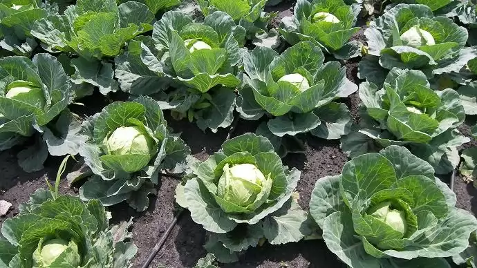 A káposztafélék vetésterülete nőtt, áruk csökkent