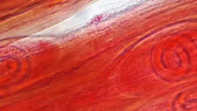 Dögevéssel terjed a fonalféreg