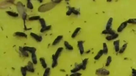 Sárga szín vonzza az ázsiai szuperkártevőket