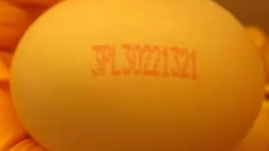 Kiemelten ellenőrzi a hatóság a lengyel tojásszállítmányokat