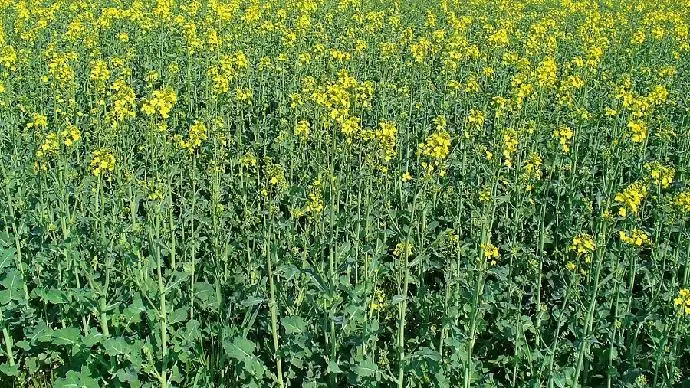 Őszi Káposztarepce-kezelés ősszel!