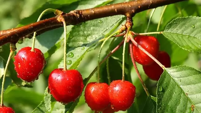 Elképesztő rekord: évszázados trendforduló Olaszországban