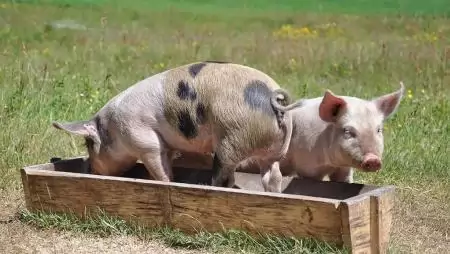  Elindult a vidékfejlesztési pályázatok előlegfizetése
