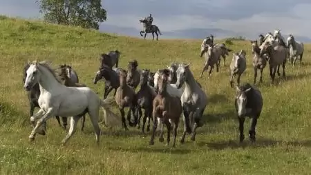Mezőhegyesen megalakult a Nemzeti Ménesbirtok és Tangazdaság