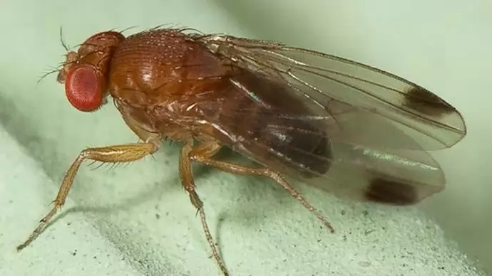 A gyümölcseinket, szőlőinket fenyegető pettyes szárnyú muslica, valamint a fúrólegyek