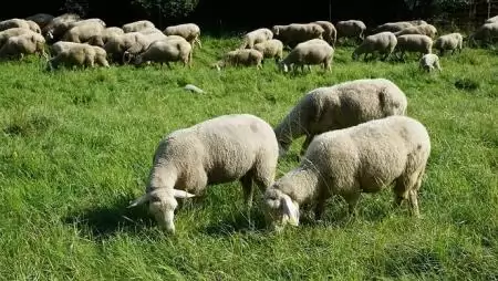 Jelentősen bővült a juh- és kecskeágazat az elmúlt öt évben