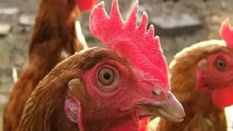 A NÉBIH honlapján elérhetők a madárinfluenza kitöréssel kapcsolatos kereskedelmi tudnivalók