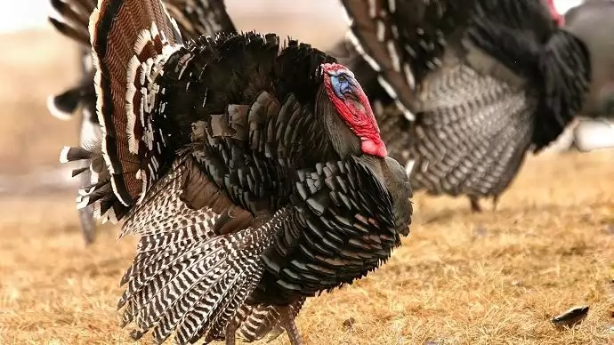 Leölték Tótkomlóson a kilencezer pulykát a madárinfluenza miatt