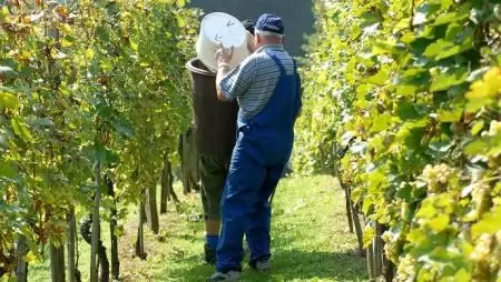 Zuhan a világ bortermelése, de Olaszország első marad