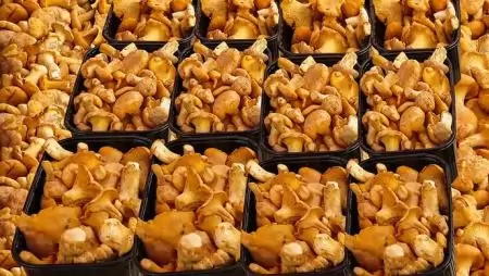 A Brexit miatt árat emelnek a lengyel gombaexportőrök  
