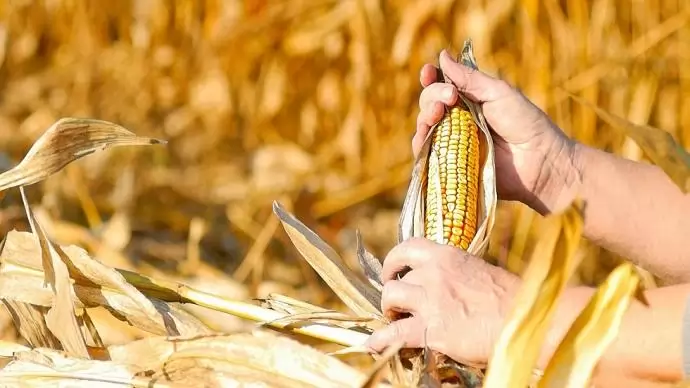 Rizsről kukoricára kellene váltani Punjabban