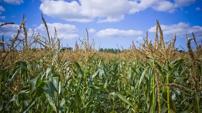 Átrendeződés a mezőgazdaságban – A KSH Agrárium 2016 című összeírásának eredményei