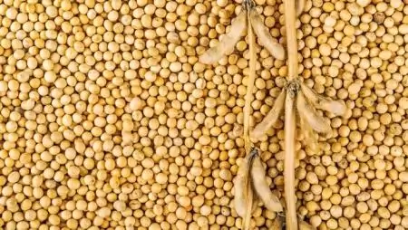 Ki fizeti meg  a GMO-mentességet? – Évi hétmilliárd forintba kerülne  az import GMO-szójadara kiváltása