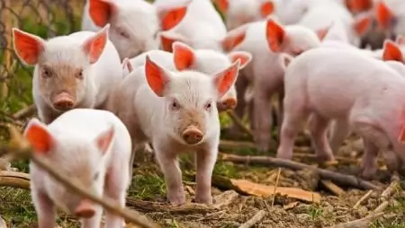 BIOMIN Sertés Fórum 2016 – Lehet sertést nevelni antibiotikum nélkül?