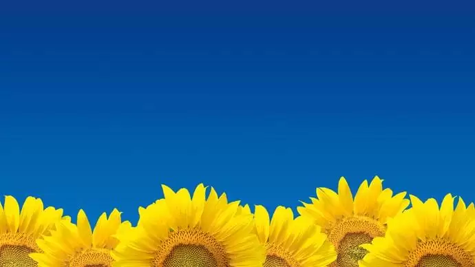 Fajtahasználati aktualitások a napraforgó-termesztésben – Oly nehéz a választás