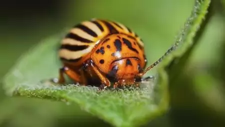 Özönfajok Magyarországon – Kiszorítják az őshonos élőlényeket és gazdasági kárt is okoznak