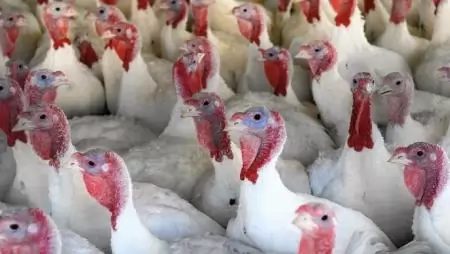 Pulykaszövetség: megtorpant az ágazat növekedése