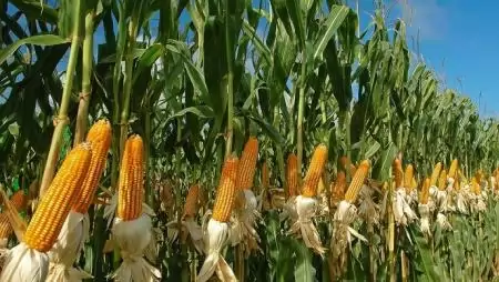 A mezőgazdaság az egyik leggyorsabban bővülő ágazat 