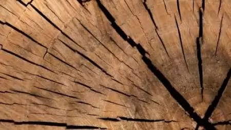 Megjelent az EUTR nyilvántartási rendszer újabb verziója