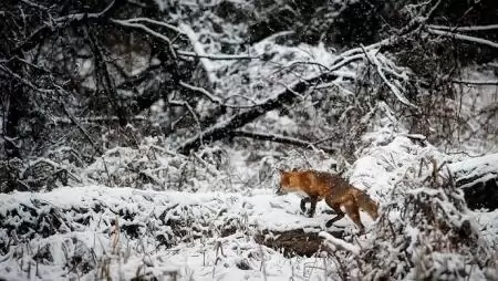 Nem örülnek az ír gazdák a falkavadászoknak