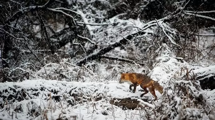 Nem örülnek az ír gazdák a falkavadászoknak