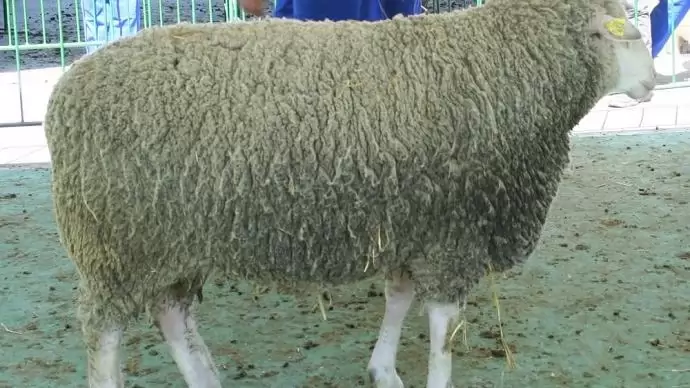 Új támogatás igényelhető a tenyészkos és tenyészbak tenyésztésbe állításához