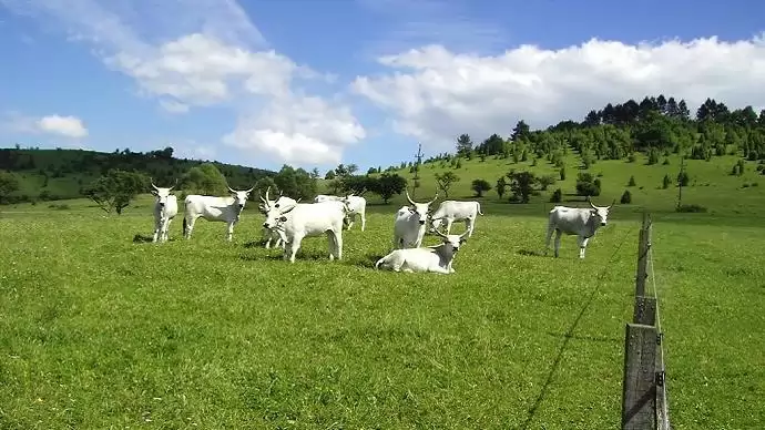 Vidékfejlesztési hitelkeretről írt alá megállapodást az EIB és az NGM