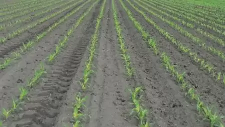 Sonido: védelem a kelő kukoricának – Hatékony megoldás a drótférgek ellen