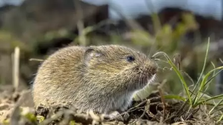 Nagy kárt okoz a mezei pocok – A száraz időjárás miatt erős a szántóföldeken a fertőzés
