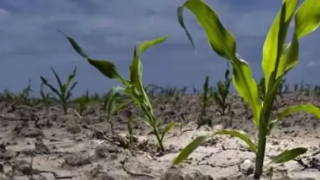  A vízhiányt nem szabad a GMO terjesztésével orvosolni