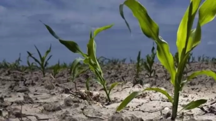  A vízhiányt nem szabad a GMO terjesztésével orvosolni