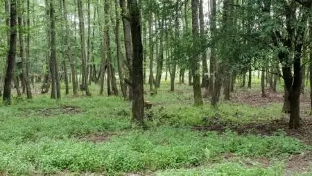 4,7 milliárd forintra pályázhatnak az erdőgazdálkodók