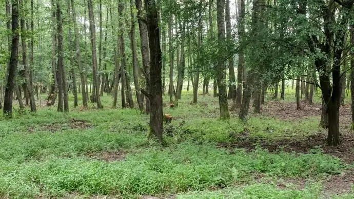 4,7 milliárd forintra pályázhatnak az erdőgazdálkodók