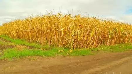 Gabonatermesztés: mitől lehet hatékonyabb?