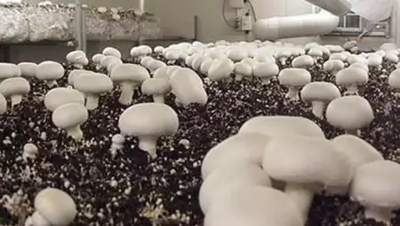 Január 17-től felfüggesztik a gombaház-pályázatot