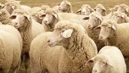 A Miniszterelnökség felfüggeszti a juh- és kecsketartó telepek fejlesztésére kiírt pályázatot