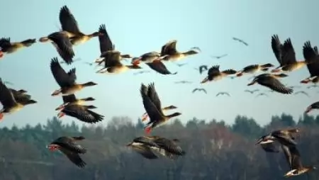 Újabb madárinfluenza megbetegedések a fogságban tartott vadmadaraknál