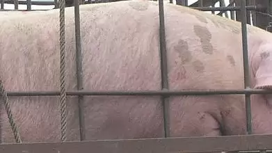 Magyarország határában a sertéspestis: fontos a megelőzés