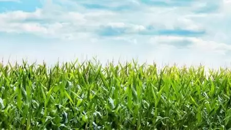Innovációval válaszol a Syngenta a kihívásokra