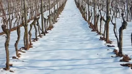 Nemcsak nálunk szokatlan a tél: hó alatt az Etna szőlői